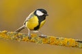 Great Tit, Parus major, black and yellow songbird sitting on the nice lichen tree branch, France. Bird in nature. Spring tit with Royalty Free Stock Photo