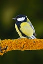 Great Tit, Parus major, black and yellow songbird sitting on the nice lichen tree branch, France Royalty Free Stock Photo