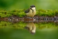 Great Tit, Parus major, black and yellow songbird sitting in the water, nice lichen tree branch, bird in the nature habitat, sprin Royalty Free Stock Photo