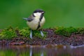 Great Tit, Parus major, black and yellow songbird sitting in the water, nice lichen tree branch, bird in the nature habitat, sprin Royalty Free Stock Photo