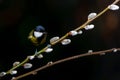 Great Tit on a branch willow catkins