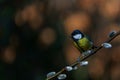 Great Tit on a branch willow catkins