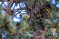 A great tit Parus major among the branches of a pine in the Valentino park in Turin Piedmont, Italy.