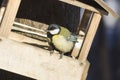 Great tit, Parus Major, close-up portrait at bird feeder with bokeh background, selective focus, shallow DOF Royalty Free Stock Photo