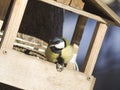 Great tit, Parus Major, close-up portrait at bird feeder with bokeh background, selective focus, shallow DOF Royalty Free Stock Photo