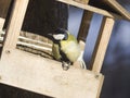 Great tit, Parus Major, close-up portrait at bird feeder with bokeh background, selective focus, shallow DOF Royalty Free Stock Photo