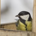 Great tit, Parus Major, close-up portrait at bird feeder with bokeh background, selective focus, shallow DOF Royalty Free Stock Photo