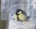 Great tit, Parus Major, close-up portrait at bird feeder made from plastic bottle, selective focus, shallow DOF Royalty Free Stock Photo