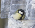 Great tit, Parus Major, close-up portrait at bird feeder made from plastic bottle, selective focus, shallow DOF Royalty Free Stock Photo