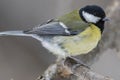 Great Tit, Parus major in the natural environment in the winter. Novosibirsk region, Russia Royalty Free Stock Photo