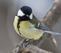 Great Tit, Parus major in the natural environment in the winter. Novosibirsk region, Russia Royalty Free Stock Photo