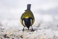 Great Tit, Parus major in the natural environment in the winter. Novosibirsk region, Russia Royalty Free Stock Photo