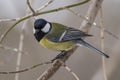 Great Tit, Parus major in the natural environment in the winter. Novosibirsk region, Russia Royalty Free Stock Photo