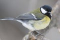 Great Tit, Parus major in the natural environment in the winter. Novosibirsk region, Russia Royalty Free Stock Photo