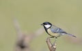 Great Tit, Greece