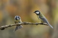 Great Tit Parus major and a Eurasian Blue Tit Cyanistes caeruleus on a branch