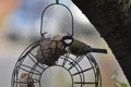 Great tit (Parus major) at the fat ball holder