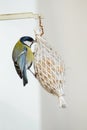 Great Tit Parus major feeding Royalty Free Stock Photo