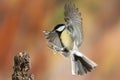 Great tit Parus major, flying and fall colors, in flight