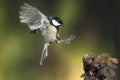 Great tit Parus major, Flying with green background of plants and trees, in flight