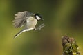 Great tit Parus major, Flying with green background of plants and trees, in flight