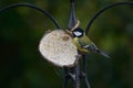 Profile of Great-tit, Parus major, on coconut feeder