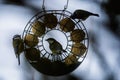 Great tit (Parus major) group on a fat ball bird feeder on a winter day Royalty Free Stock Photo