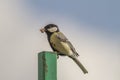 Great tit (Parus major) Royalty Free Stock Photo