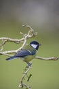 Great tit Royalty Free Stock Photo