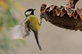 Great tit (Parus major).