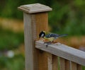 Great-tit , parus major, at lunch on a garden banister rail