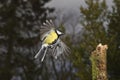 Great Tit, parus major, Male in Flight, Normandy Royalty Free Stock Photo