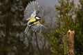 Great Tit, parus major, Male in Flight, Normandy Royalty Free Stock Photo