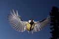 Great Tit, parus major, Male in Flight, Normandy Royalty Free Stock Photo
