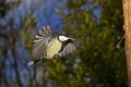 Great Tit, parus major, Male in Flight, Normandy Royalty Free Stock Photo