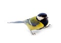 Great tit Parus major male Royalty Free Stock Photo