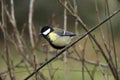 Great Tit, parus major, Male standing on Branch, Normandy Royalty Free Stock Photo