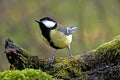 Great Tit, parus major, Male standing on Branch, Normandy Royalty Free Stock Photo