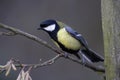Great Tit, parus major, Male standing on Branch, Normandy Royalty Free Stock Photo