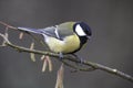 Great Tit, parus major, Male standing on Branch, Normandy Royalty Free Stock Photo