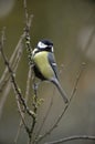 MESANGE CHARBONNIERE parus major Royalty Free Stock Photo