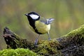 MESANGE CHARBONNIERE parus major Royalty Free Stock Photo