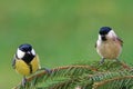 Great tit and marsh tit