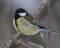 Great Tit, Parus major in the natural environment in the winter. Novosibirsk region, Russia Royalty Free Stock Photo