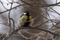 Great Tit, Parus major in the natural environment in the winter. Novosibirsk region, Russia Royalty Free Stock Photo