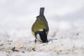 Great Tit, Parus major in the natural environment in the winter. Novosibirsk region, Russia Royalty Free Stock Photo