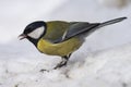 Great Tit, Parus major in the natural environment in the winter. Novosibirsk region, Russia Royalty Free Stock Photo