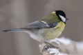 Great Tit, Parus major in the natural environment in the winter. Novosibirsk region, Russia Royalty Free Stock Photo