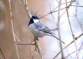 Great Tit (Parus major) Royalty Free Stock Photo