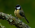 The great tit, Parus major on old branch